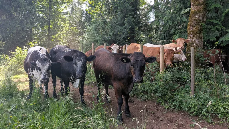 Cattle gathered near the back fence in a wooded area