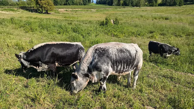 Steers grazing in the field