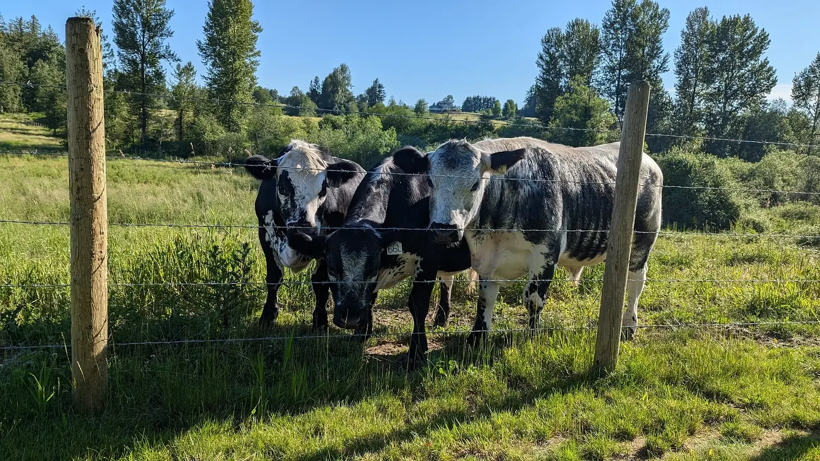 Three cattle standing behind a fence on the farm